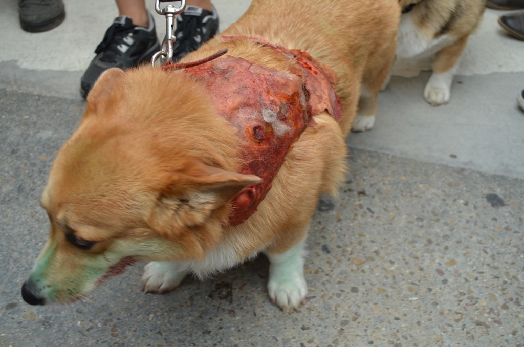 San Diego Comic Con 2013 Zombie Walk Corgi
