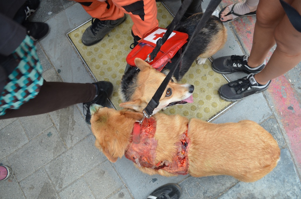 San Diego Comic Con 2013 Zombie Walk Dog