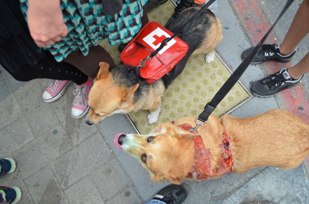 San Diego Comic Con 2013 Zombie Walk Dogs