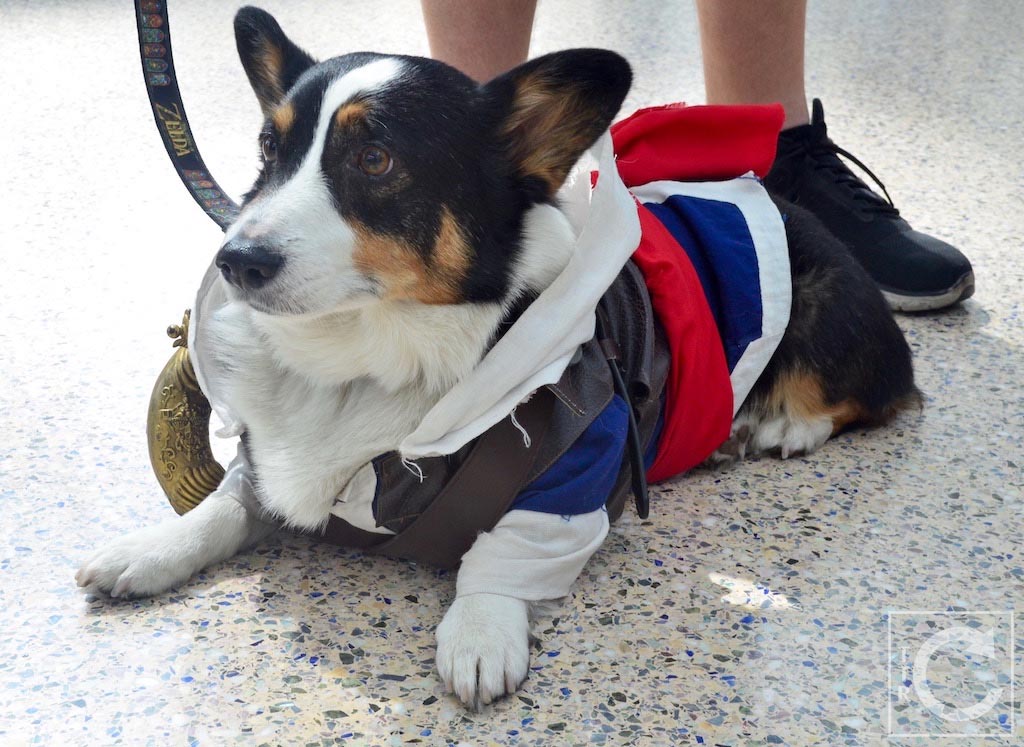 WonderCon Cosplay Sunday 2016 34 Assassin's Creed Corgi