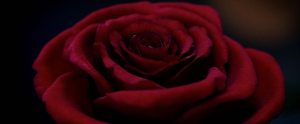 Live Action Beauty and the Beast Teaser Trailer Rose